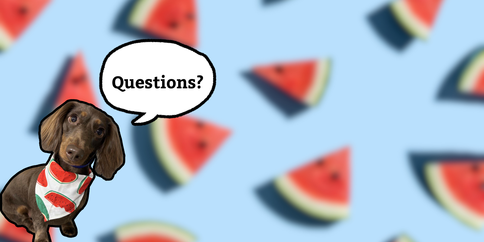Dog wearing a watermelon-themed outfit with a speech bubble asking 'Questions?' on a background of watermelon slices.